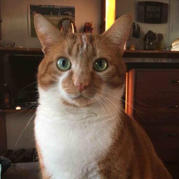 Meet your Posher, Tina - Picture 1 of 1